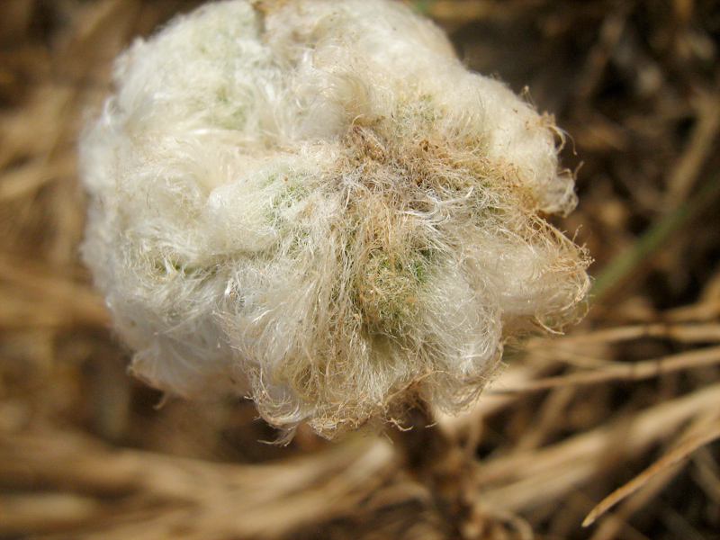 Image of Plantago albicans specimen.