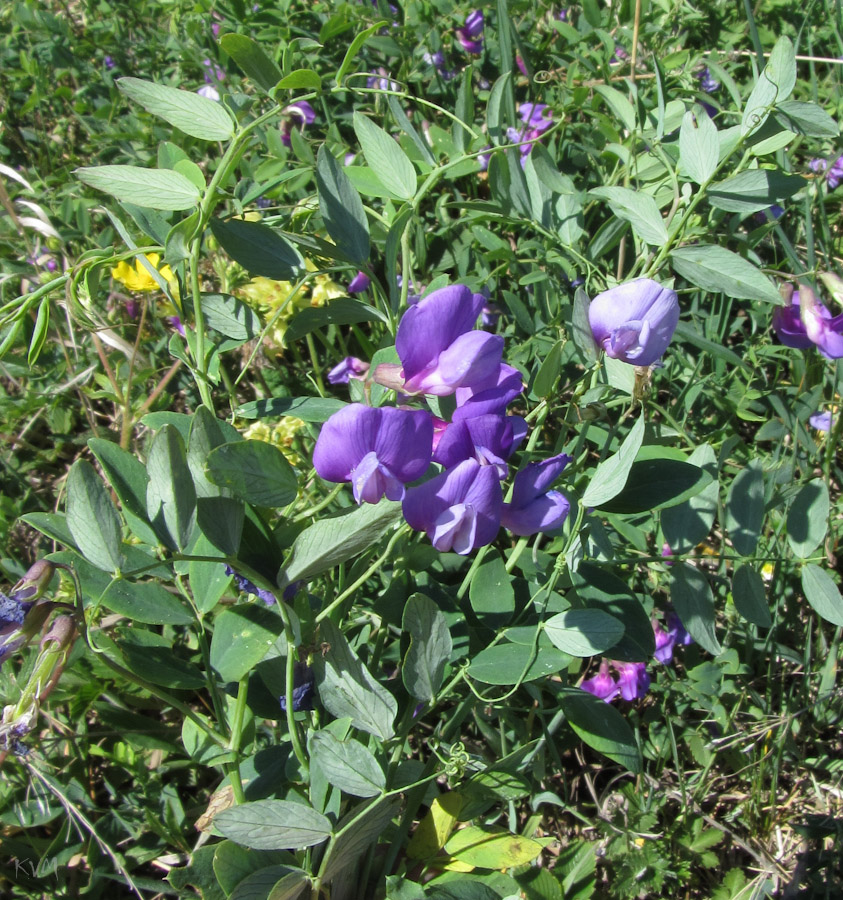 Изображение особи Lathyrus humilis.