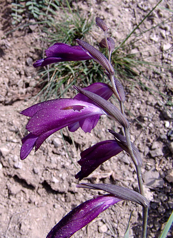 Image of Gladiolus atroviolaceus specimen.