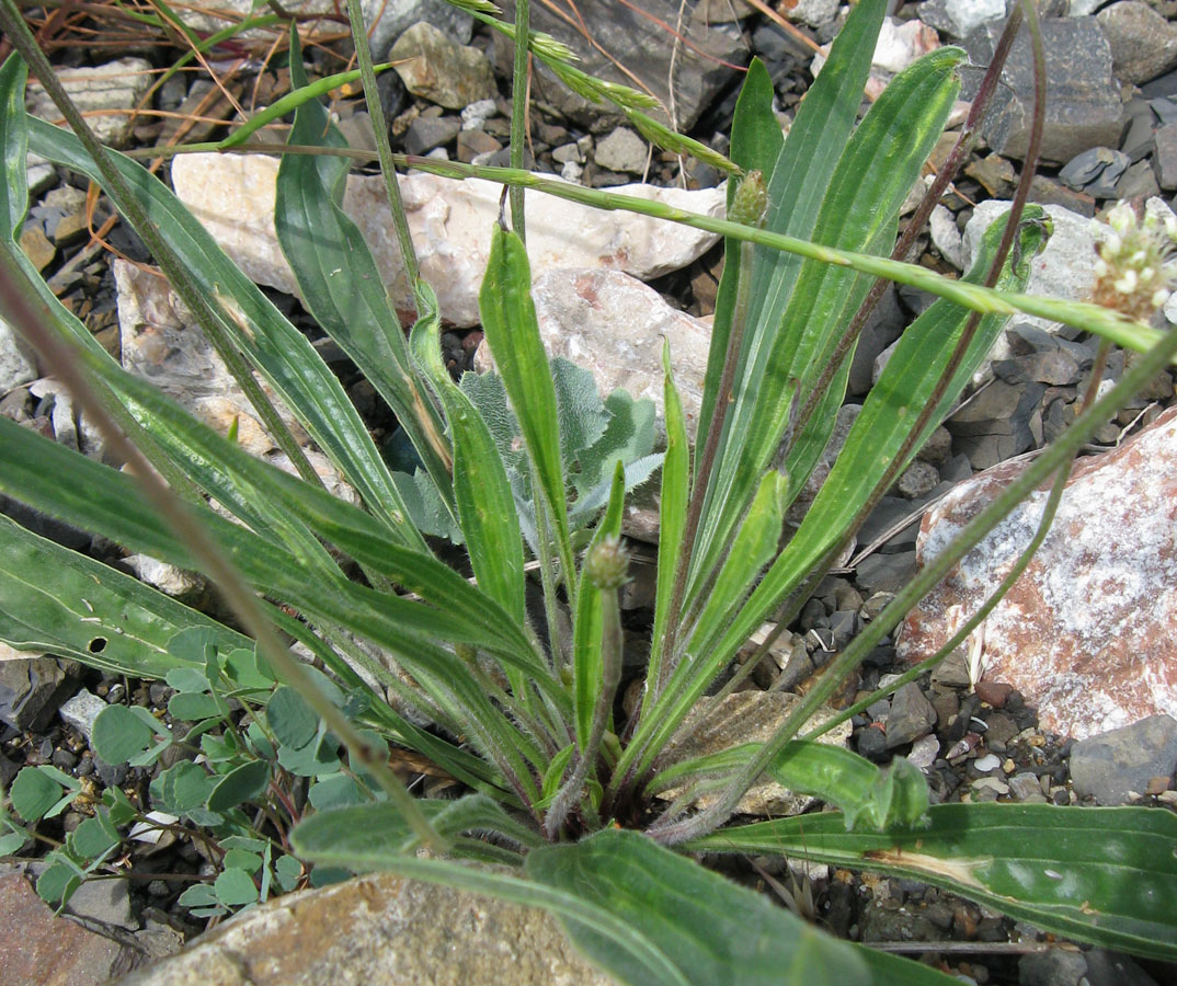 Image of Plantago lanceolata specimen.