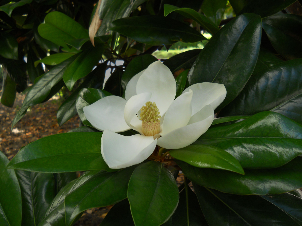 Image of Magnolia grandiflora specimen.