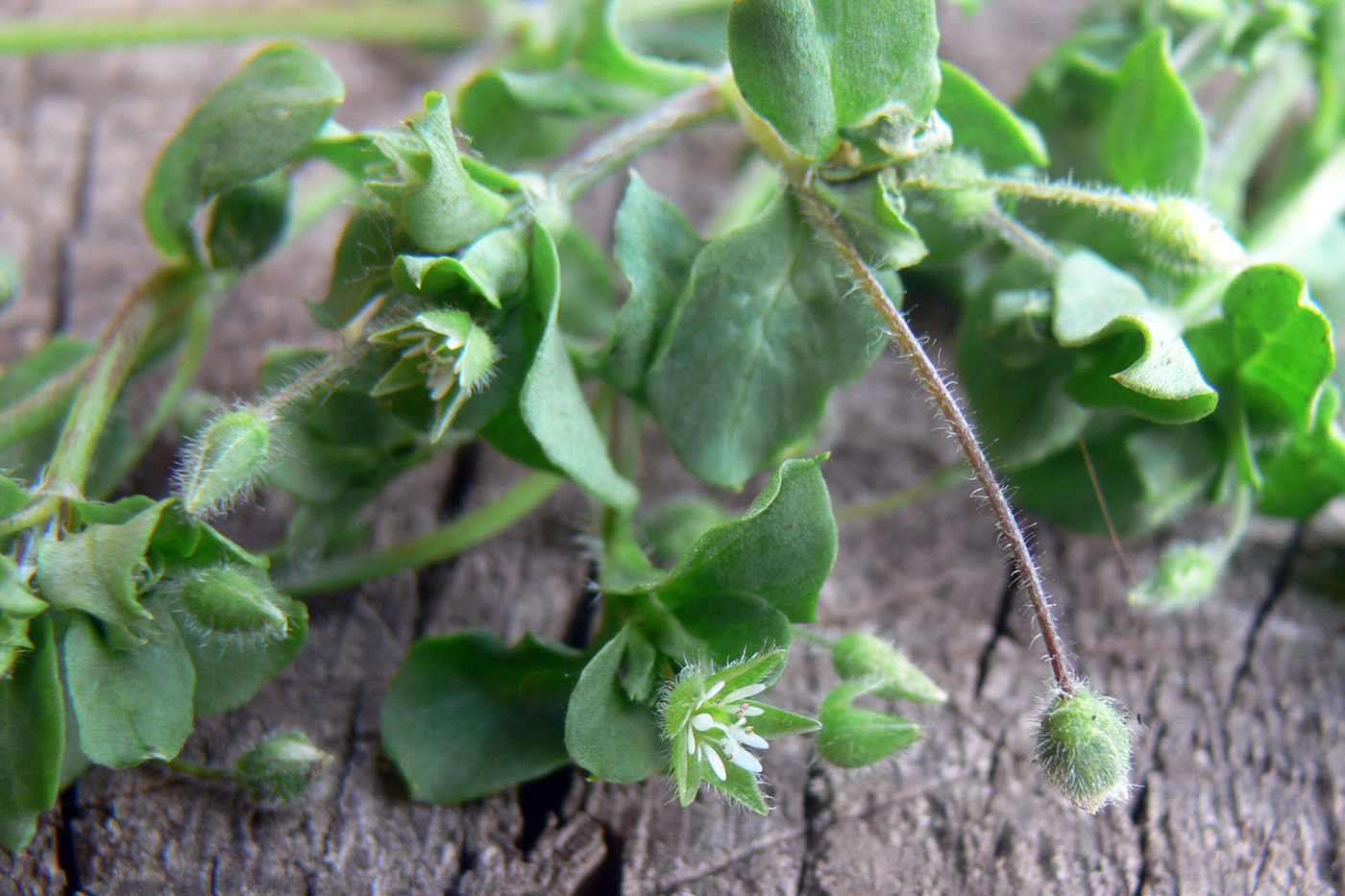 Image of Stellaria media specimen.