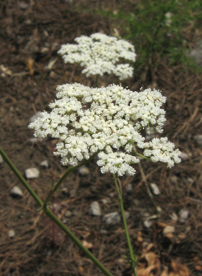 Image of Pimpinella peregrina specimen.