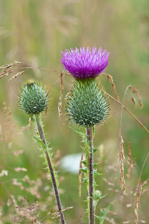 Image of Cirsium vulgare specimen.