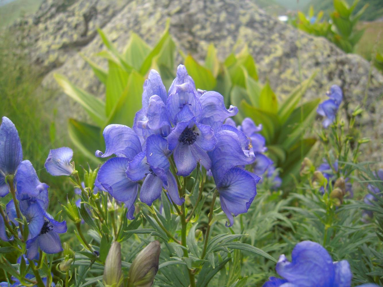 Изображение особи Aconitum nasutum.