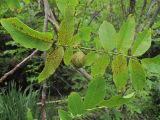 Juglans regia. Плод и листья. Владивосток, ботанический сад-институт ДВО РАН. 18 августа 2012 г.