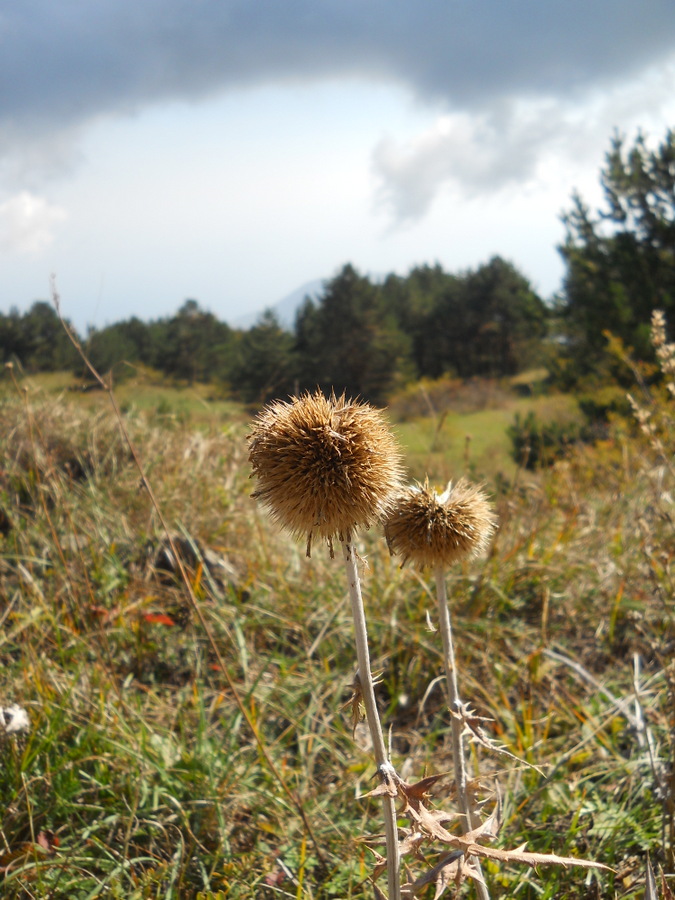 Image of genus Echinops specimen.