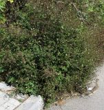 Смотреть изображение Bidens pilosa
