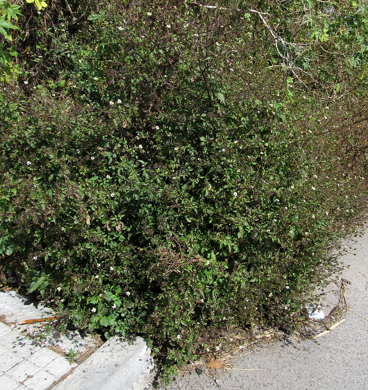 Image of Bidens pilosa specimen.