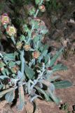 Paracaryum rugulosum. Цветущее и лодоносящее растение. Israel, Negev, Makhtesh Ramon. 27.02.2010.