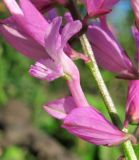 Polygala major