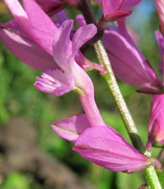 Image of Polygala major specimen.