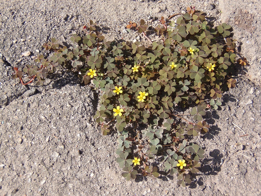 Изображение особи Oxalis corniculata.