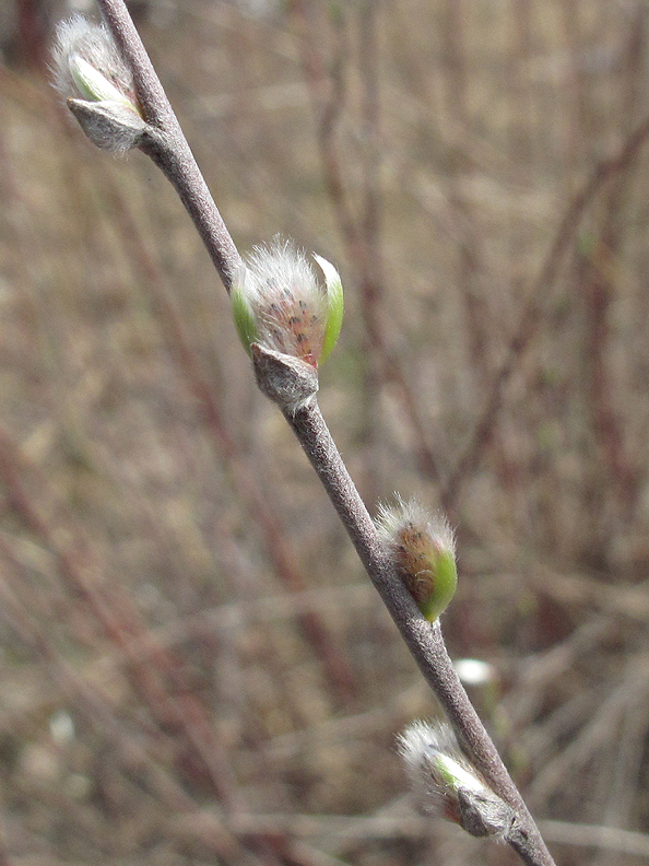 Image of Salix rosmarinifolia specimen.