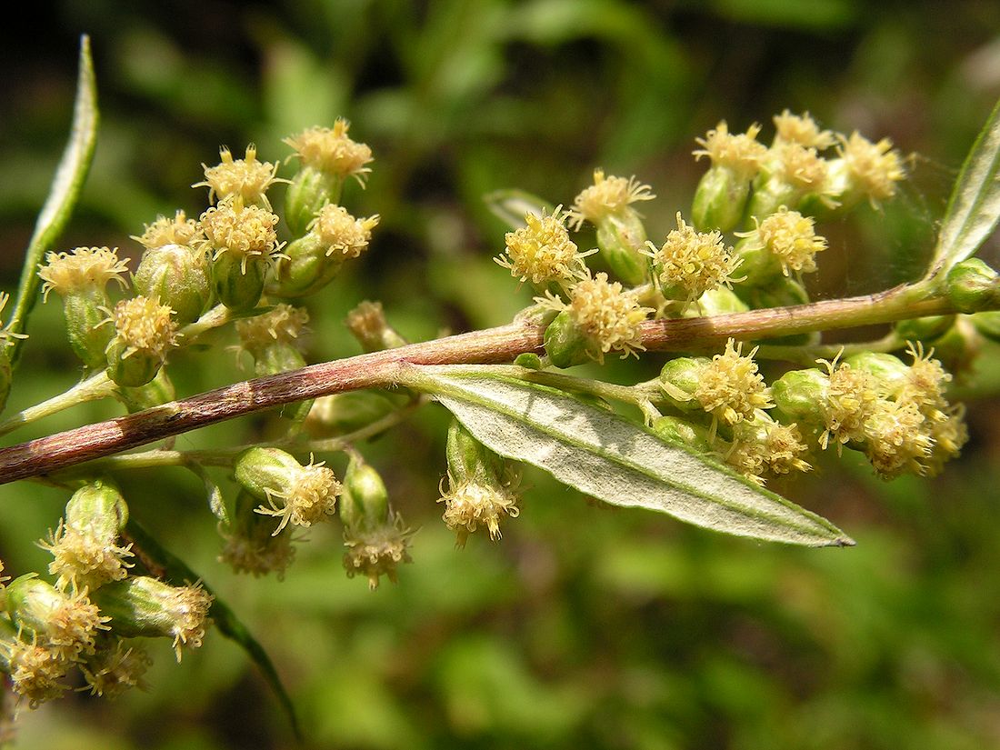 Изображение особи Artemisia integrifolia.