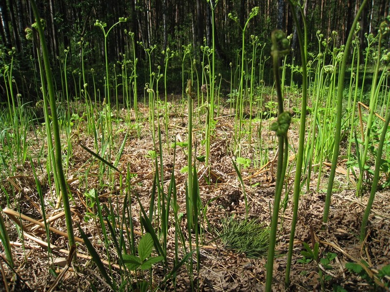 Image of Pteridium pinetorum ssp. sibiricum specimen.