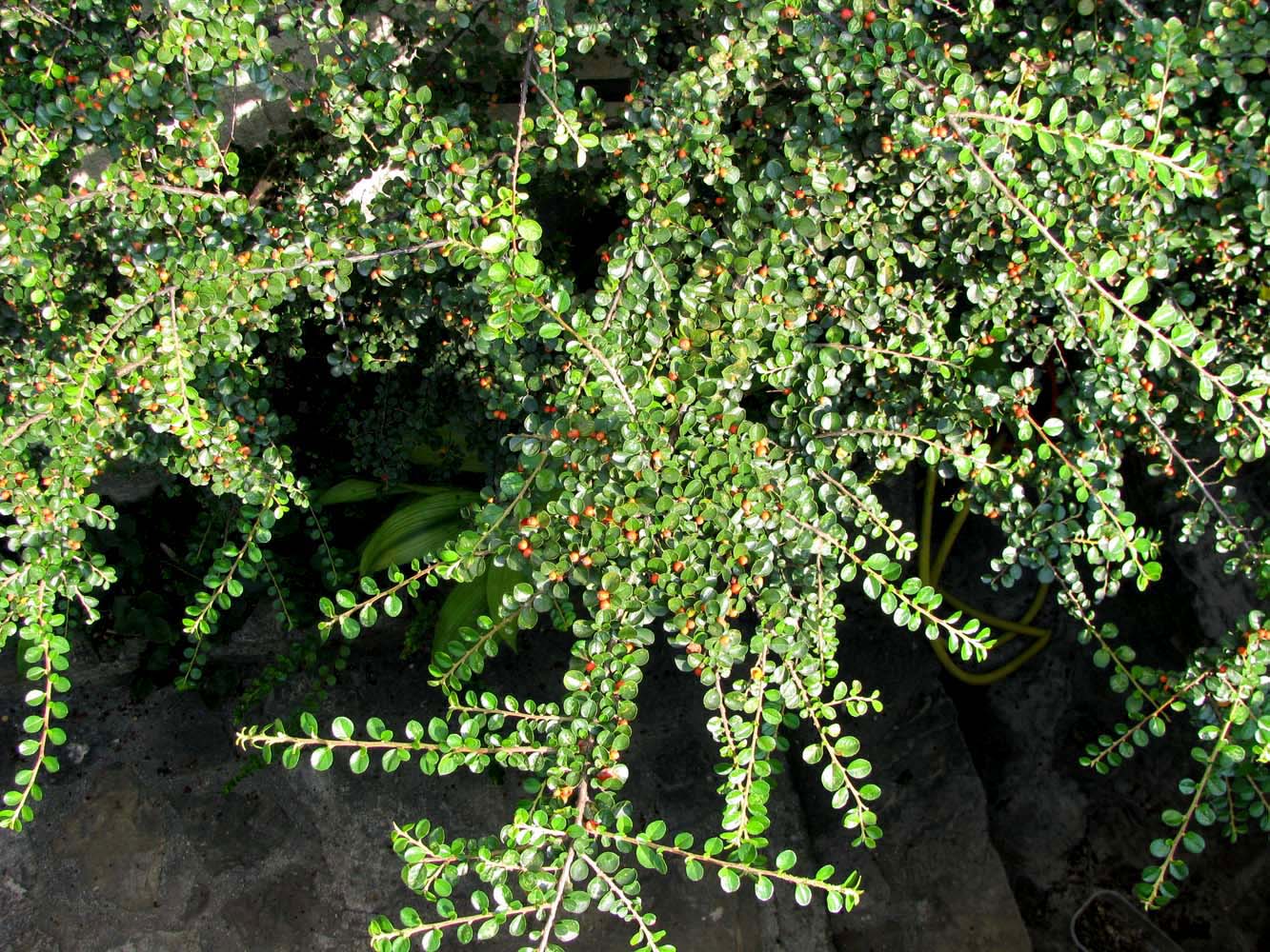 Image of Cotoneaster buxifolius specimen.