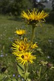 Inula helenium