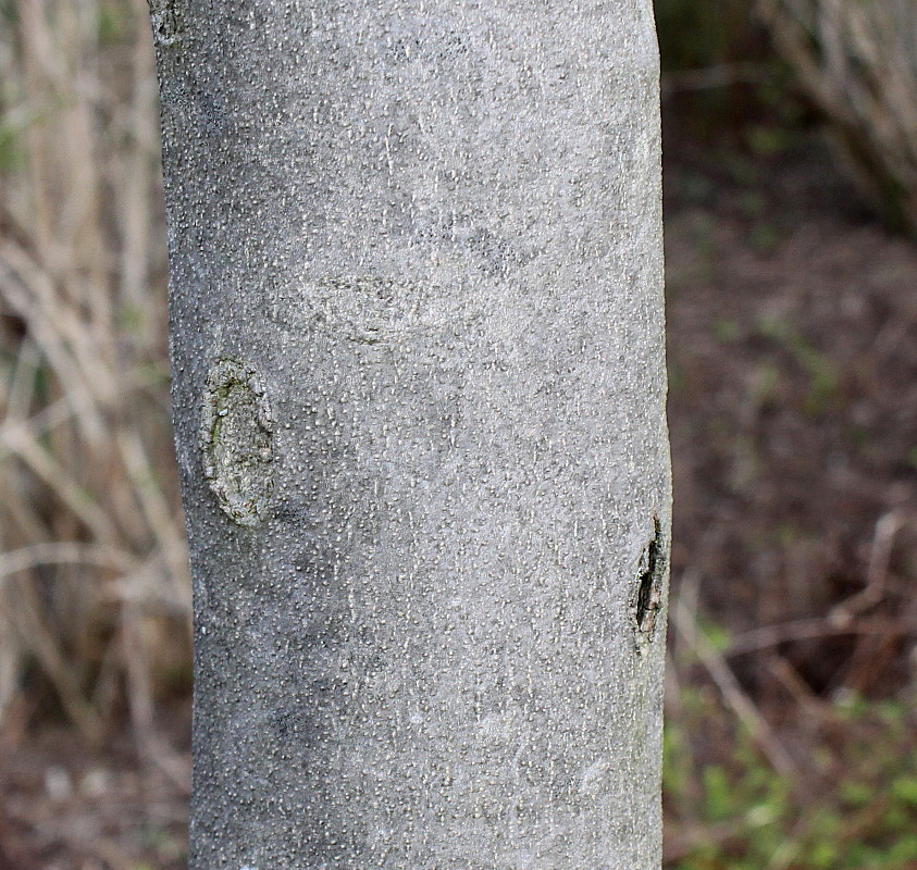 Изображение особи Fraxinus ornus.