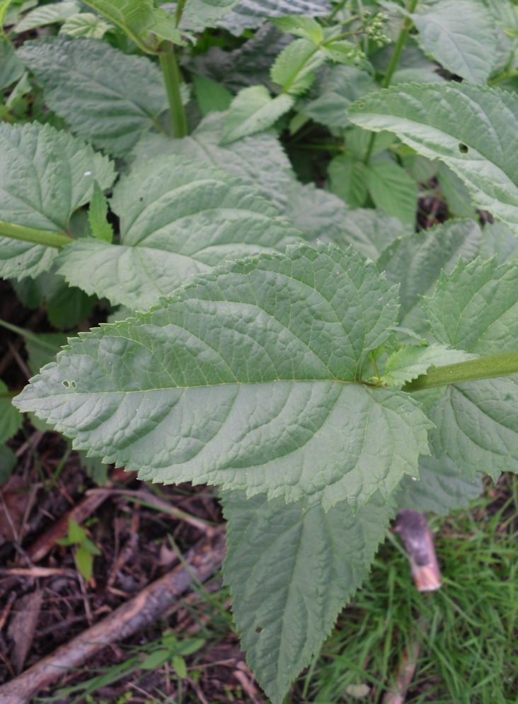 Image of Scrophularia nodosa specimen.