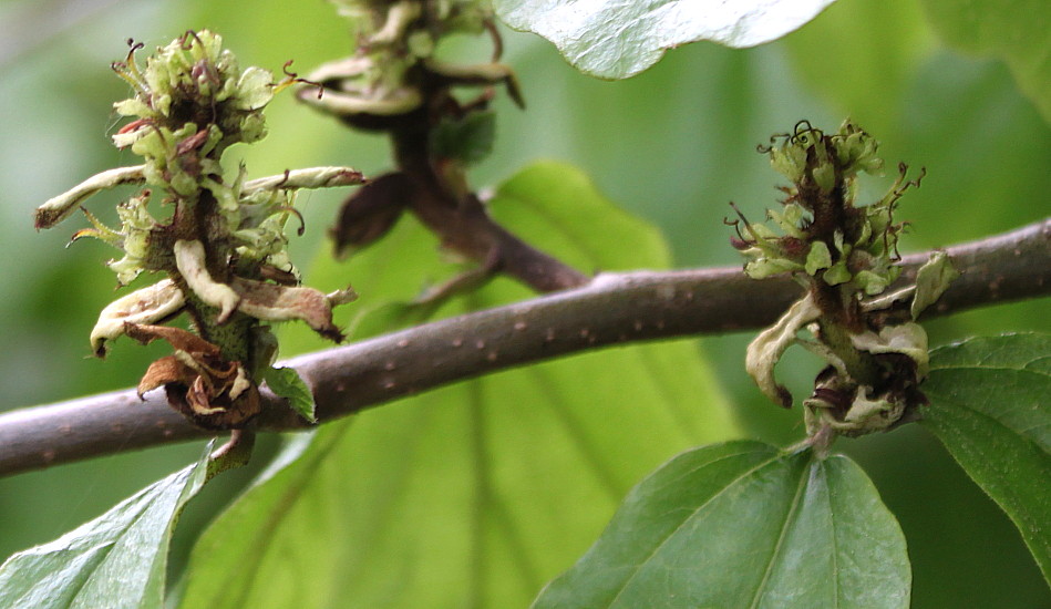 Image of Parrotia persica specimen.