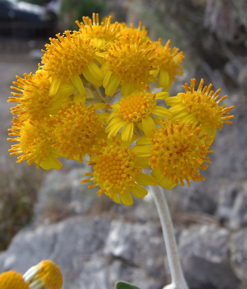 Image of Senecio cineraria specimen.