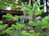 Abies koreana