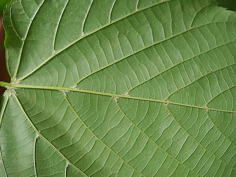 Image of Tilia × europaea specimen.