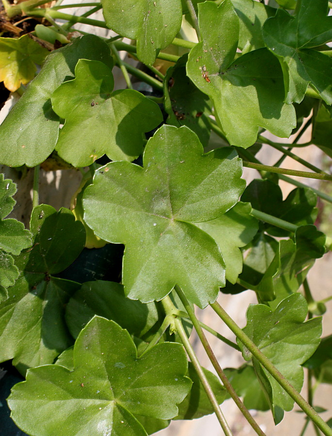 Image of Pelargonium peltatum specimen.