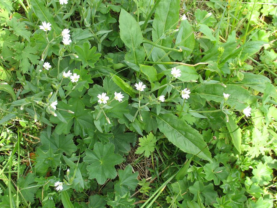 Изображение особи Cerastium davuricum.