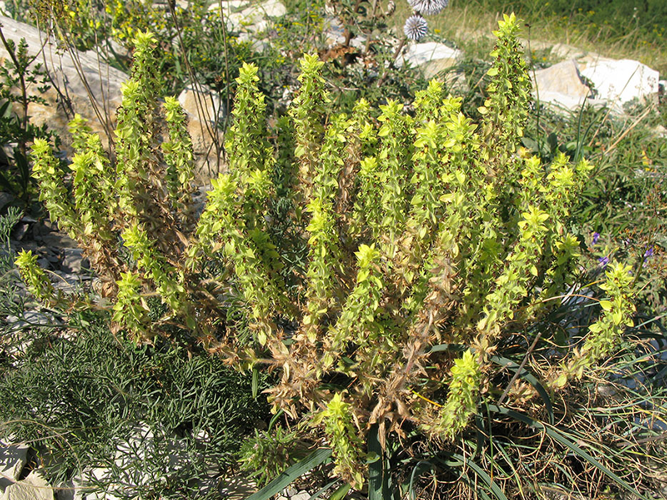 Image of Sideritis montana specimen.