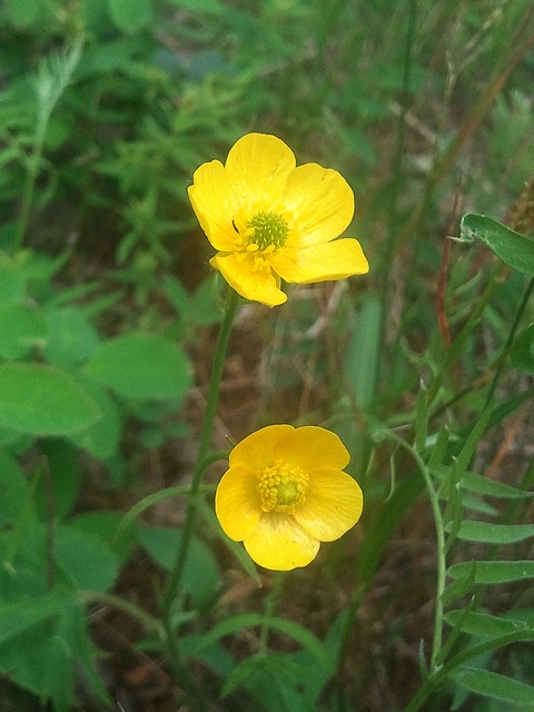 Изображение особи Ranunculus propinquus.