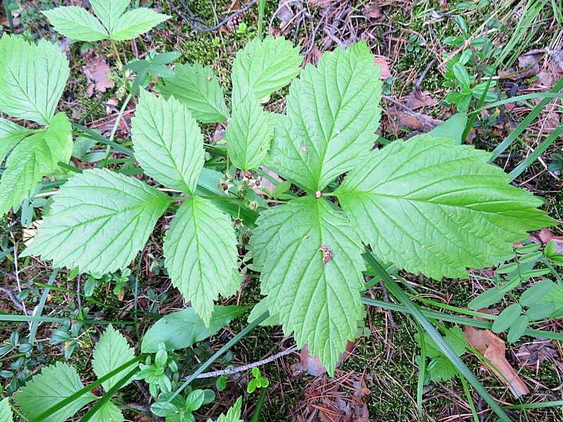 Image of Rubus saxatilis specimen.