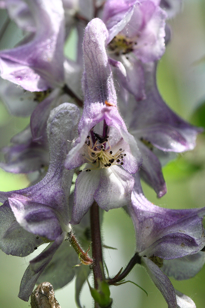 Изображение особи Aconitum septentrionale.