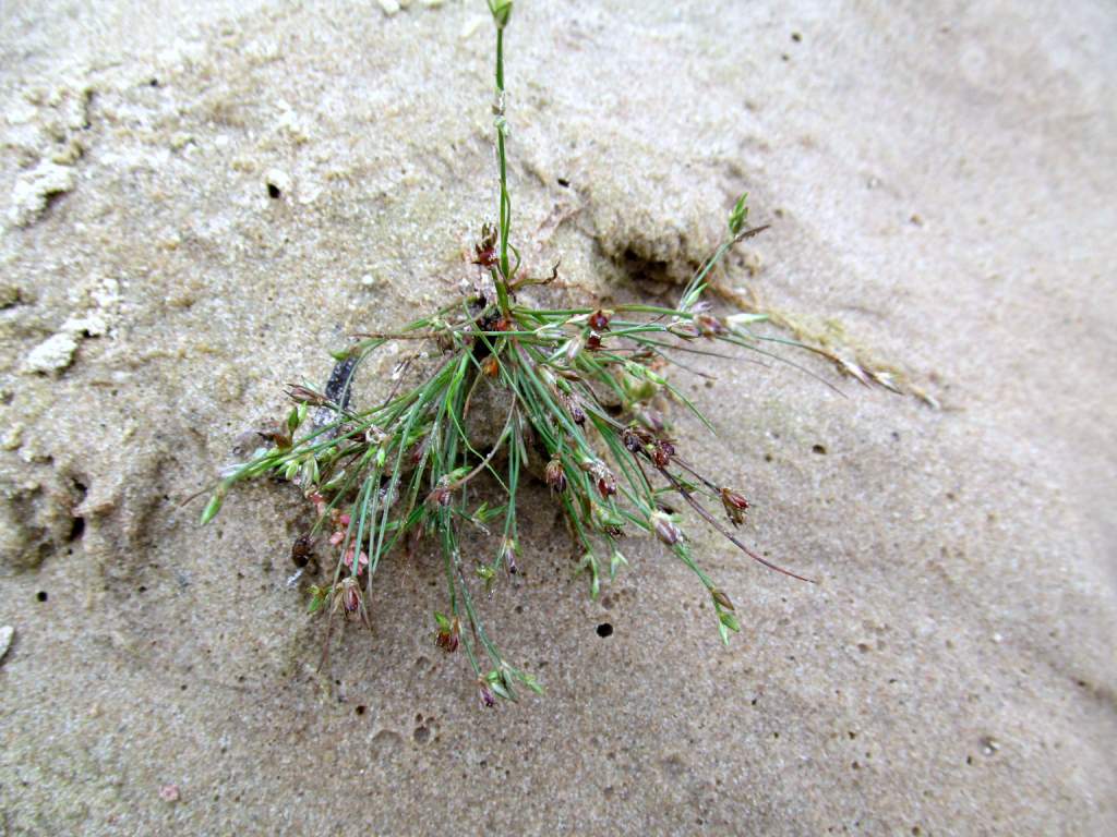 Image of Juncus ambiguus specimen.