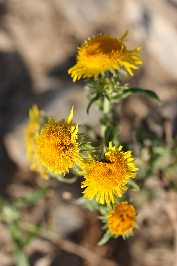 Изображение особи Inula britannica.