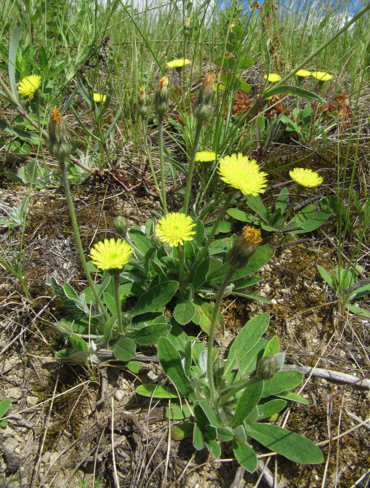 Изображение особи Pilosella officinarum.