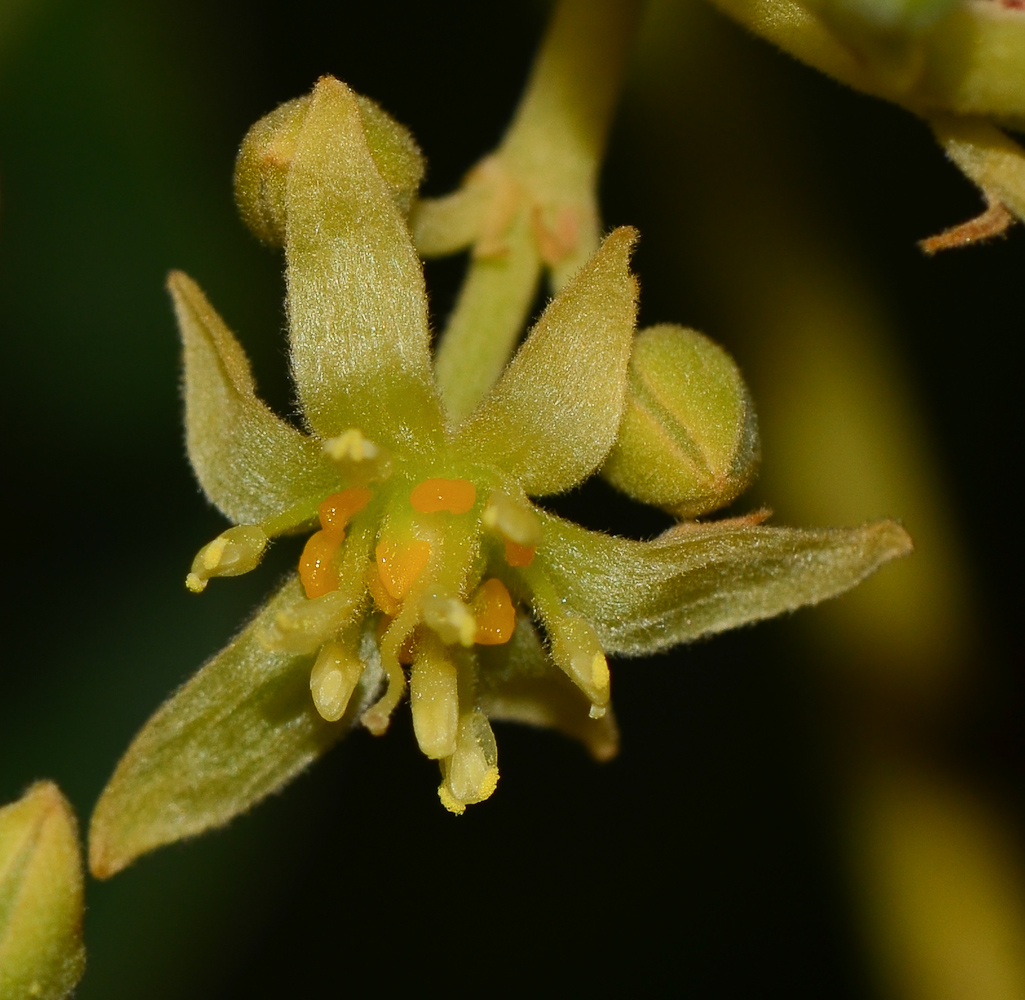 Image of Persea americana specimen.