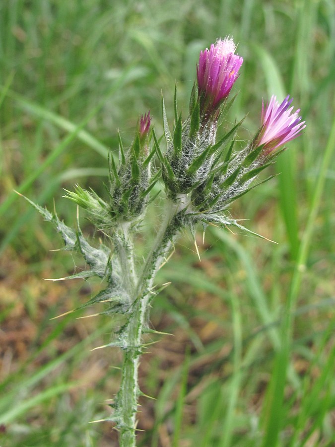 Image of Carduus arabicus specimen.