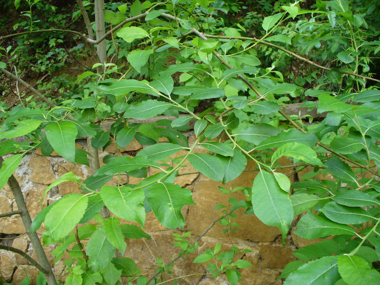 Image of Salix caprea specimen.