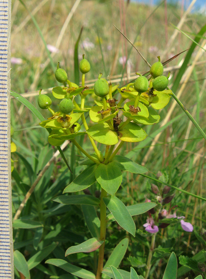 Image of Euphorbia glareosa specimen.