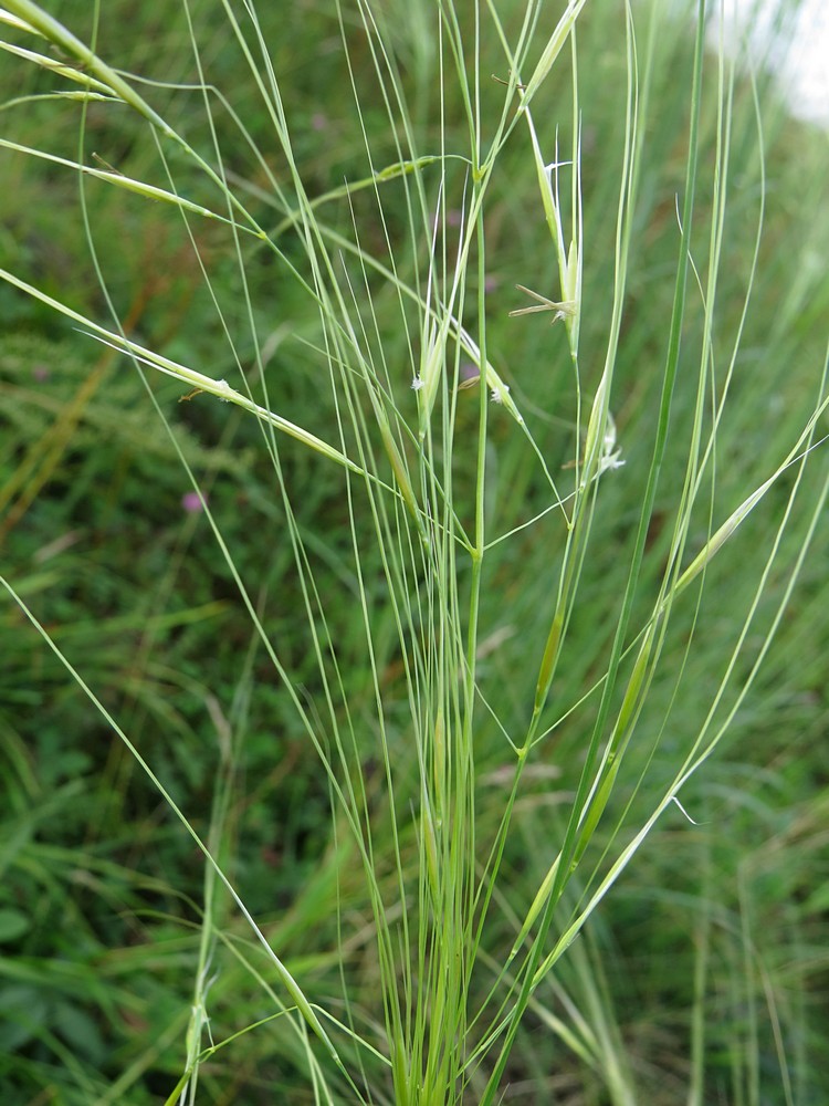 Изображение особи Stipa capillata.