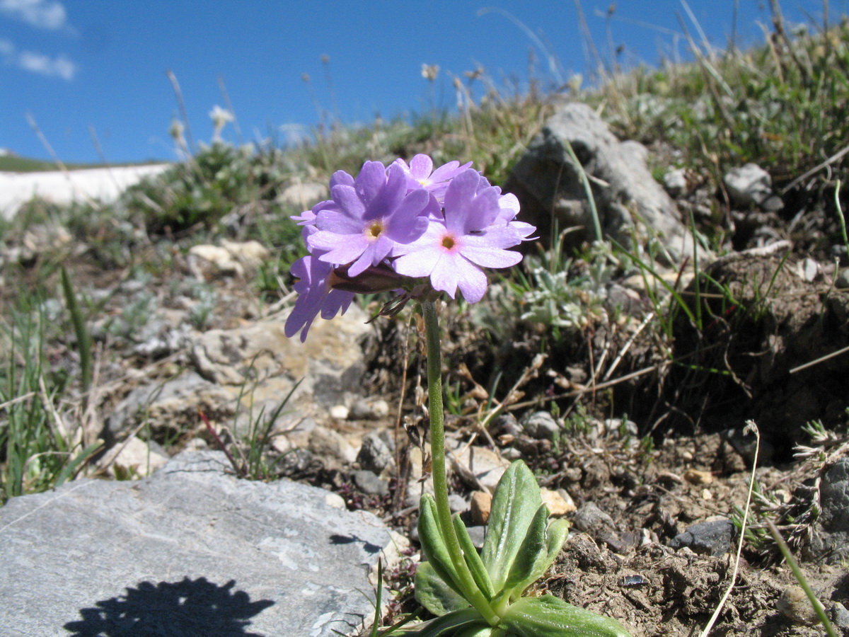 Image of Primula algida specimen.