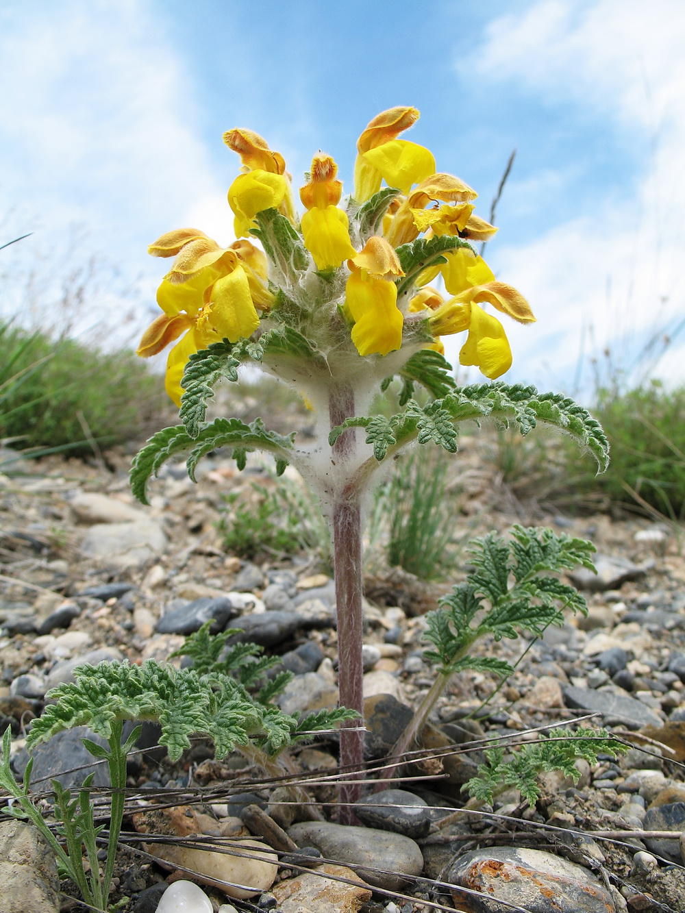 Изображение особи Phlomoides speciosa.