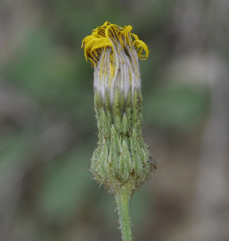 Image of Sonchus asper specimen.