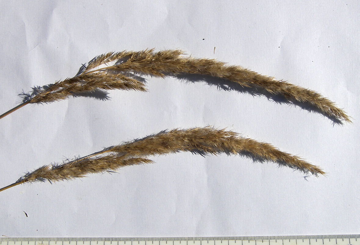 Image of Calamagrostis epigeios specimen.