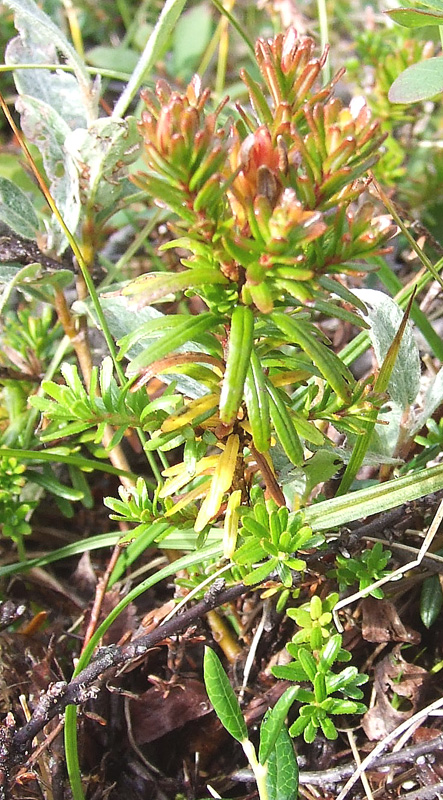 Image of Phyllodoce caerulea specimen.