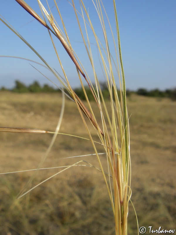 Изображение особи Stipa capillata.