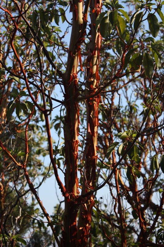 Image of Arbutus andrachne specimen.