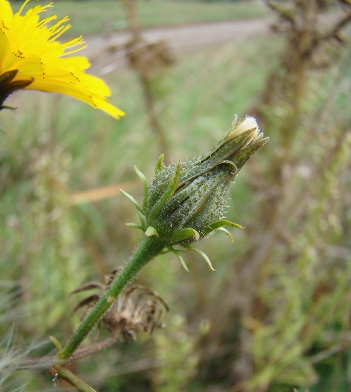 Image of Picris hieracioides specimen.